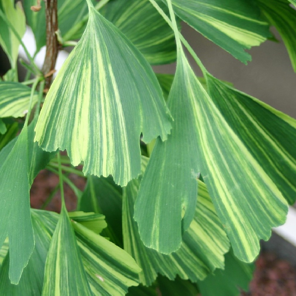 GINKGO BILOBA 40 varieties 2/2 Mundi Plantarum